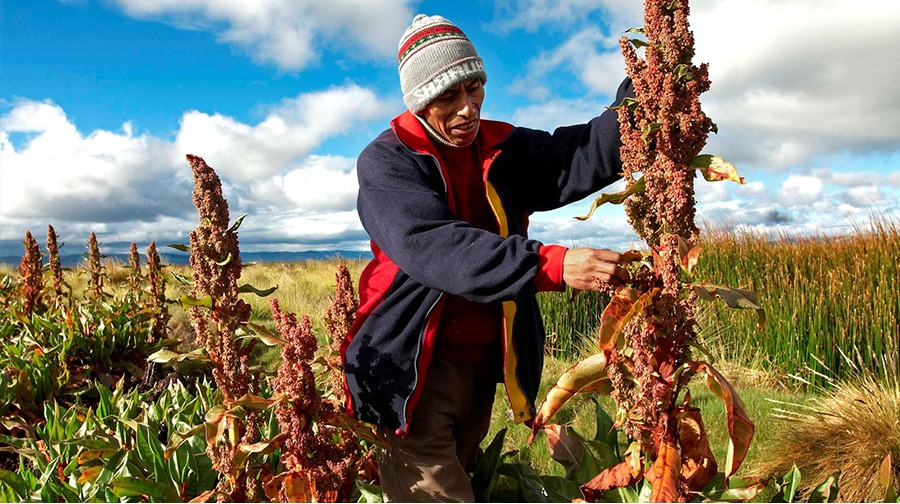 Campesino andino recogiendo manualmente espigas de quinua en un extenso campo de cultivo.