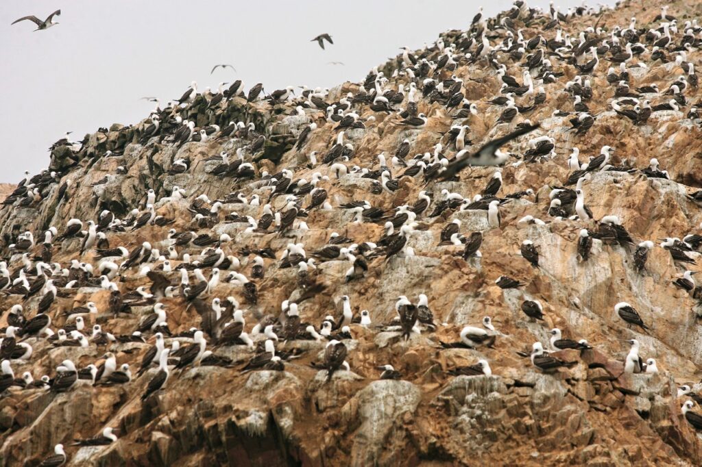 Guano